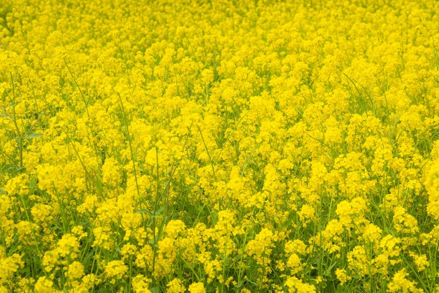 AEK chose yellow color