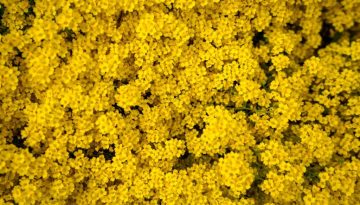 Γιατί η ΑΕΚ επέλεξε το κίτρινο χρώμα;